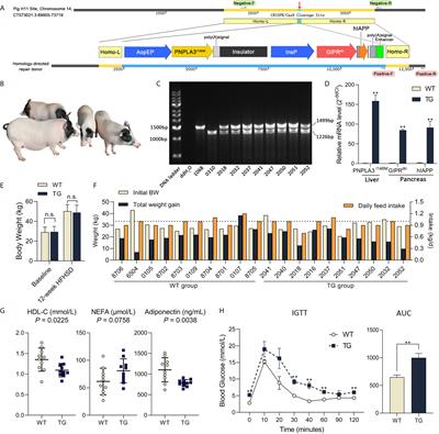 CD8+ T Cells Involved in Metabolic Inflammation in Visceral Adipose Tissue and Liver of Transgenic Pigs